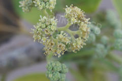 Gyrocarpus americanus